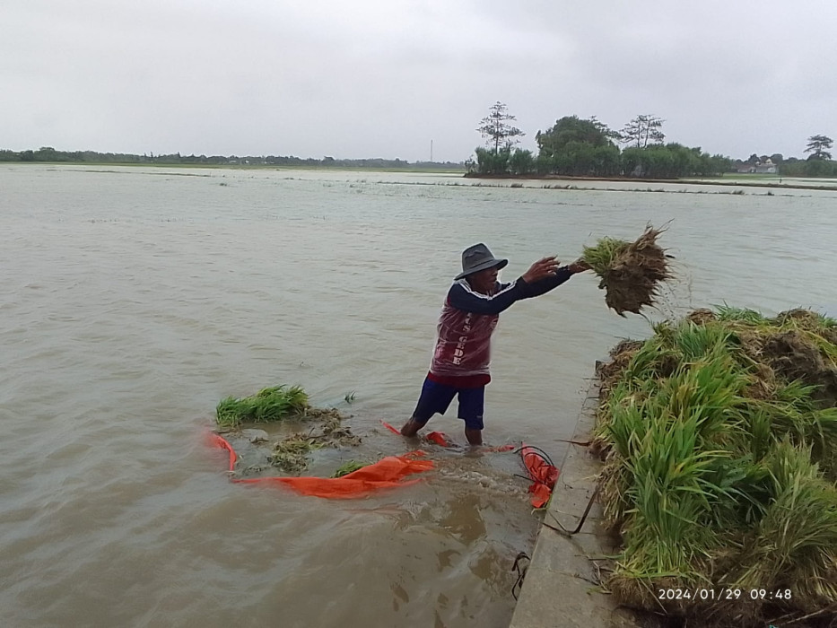 Caption : Seorang petani Indramayu saat hendak memindahkan wini atau bibit padi karena lahan sawahnya terendam banjir. Foto: Selamet Hidayat